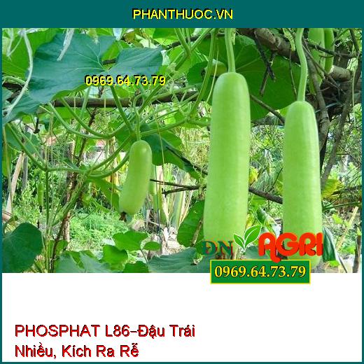 PHÂN BÓN PHOSPHAT L86 –Hoa Bung Cực Mạnh, Đậu Trái Nhiều, Kích Ra Rễ