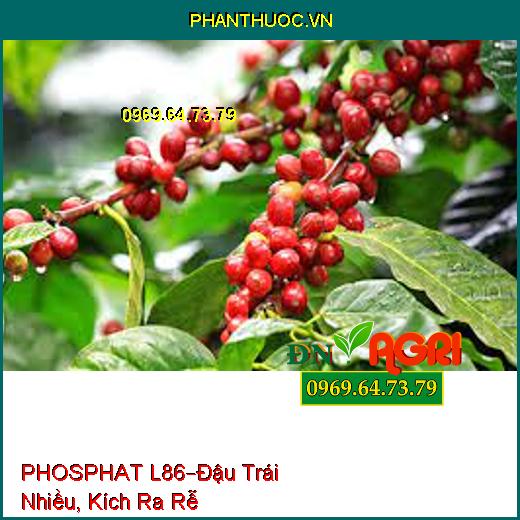 PHÂN BÓN PHOSPHAT L86 –Hoa Bung Cực Mạnh, Đậu Trái Nhiều, Kích Ra Rễ