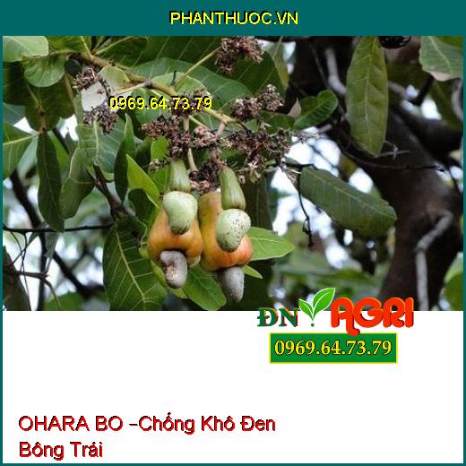 PHÂN BÓN VI LƯỢNG OHARA BO –Chống Khô Đen Bông Trái, Tăng Hàm Lượng Tinh Bột