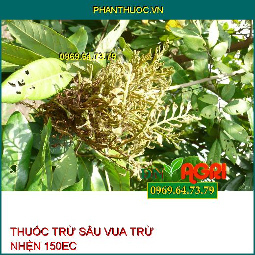 THUỐC TRỪ SÂU VUA TRỪ NHỆN 150EC – Đặc Trị Nhện Đỏ, Nhện Vàng, Nhện Trắng Trên Cây Trồng