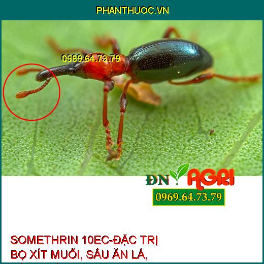 THUỐC TRỪ SÂU SOMETHRIN 10EC – Đặc Trị Bọ Xít Muỗi, Sâu Ăn Lá, Sùng Hà Các Loại Côn Trùng Chích Hút