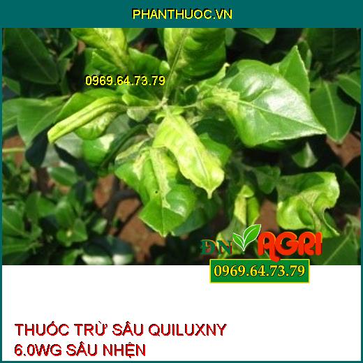 THUỐC TRỪ SÂU QUILUXNY 6.0WG SÂU NHỆN – Đặc Trị Sâu Tơ, Sâu Xanh Da Láng, Sâu Cuốn Lá