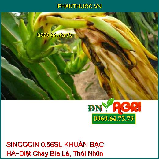 SINCOCIN 0.56SL KHUẨN BẠC HÀ–Diệt Cháy Bìa Lá, Thối Nhũn, Tuyến Trùng, Nấm Khuẩn