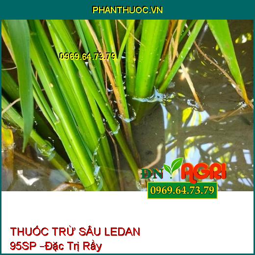 THUỐC TRỪ SÂU LEDAN 95SP –Đặc Trị Sâu Đục Thân Trên Lúa, Sâu Rầy Kháng Thuốc