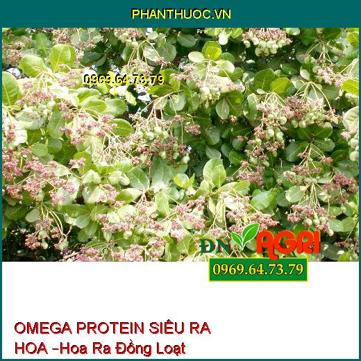 OMEGA PROTEIN SIÊU RA HOA –Xử Lý Hoa Ra Đồng Loạt, Hạn Chế Khô Hoa, Chồi