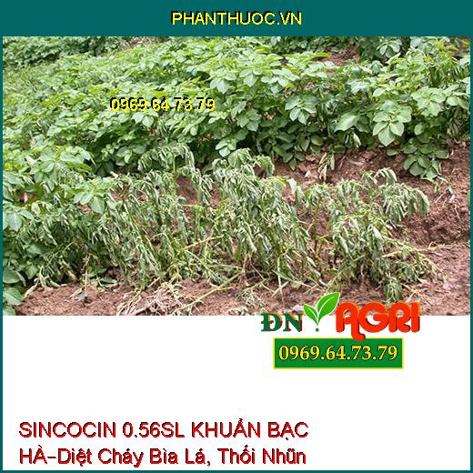 SINCOCIN 0.56SL KHUẨN BẠC HÀ–Diệt Cháy Bìa Lá, Thối Nhũn, Tuyến Trùng, Nấm Khuẩn