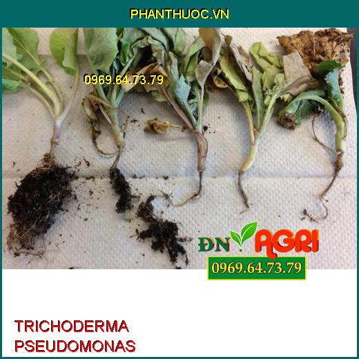 PHÂN VI SINH TRICHODERMA PSEUDOMONAS–Đặc Trị Khô Vằn, Đạo Ôn, Héo Rũ, Héo Tươi, Tăng Đề Kháng