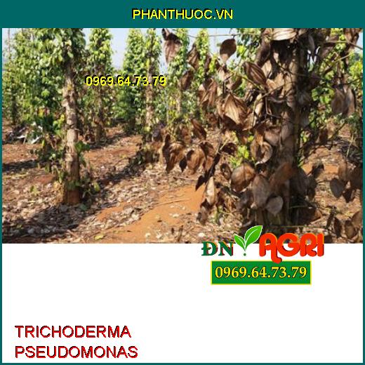 PHÂN VI SINH TRICHODERMA PSEUDOMONAS–Đặc Trị Khô Vằn, Đạo Ôn, Héo Rũ, Héo Tươi, Tăng Đề Kháng