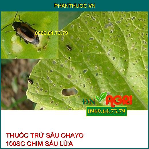 THUỐC TRỪ SÂU OHAYO 100SC CHIM SÂU LỬA – Đặc Trị Sâu Cuốn Lá, Nhện Gié, Bù Lạch, Sâu Xanh