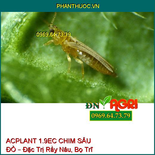 THUỐC TRỪ SÂU ACPLANT 1.9EC CHIM SÂU ĐỎ – Đặc Trị Sâu Vẽ Bùa, Sâu Phao Đục Bẹ, Bọ Trĩ Rầy Nâu