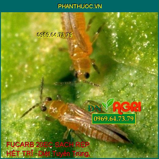 THUỐC TRỪ SÂU FUCARB 20EC SẠCH RỆP HẾT TRĨ –Diệt Tuyến Trùng, Sùng Đất, Rầy Nâu