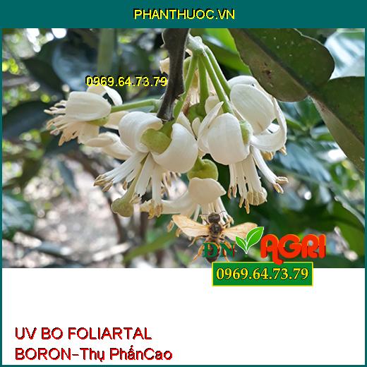 PHÂN BÓN UV BO FOLIARTAL BORON –Chắc Hạt, Sáng Bông, Lúa Cứng Cây, Chống Lép Hạt