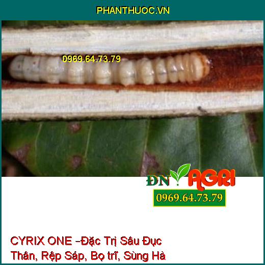 THUỐC TRỪ SÂU CYRIX ONE –Đặc Trị Sâu Đục Thân, Rệp Sáp, Bọ trĩ, Sùng Hà