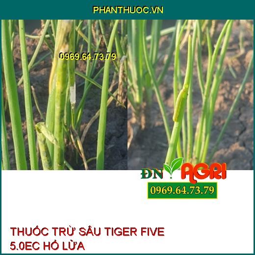 THUỐC TRỪ SÂU TIGER FIVE 5.0EC HỔ LỬA – Đặc Trị Sâu Vẽ Bùa, Sâu Xanh Da Láng, Ruồi Vàng, Rầy Xanh, Bọ Xít Muỗi, Bọ Trĩ, Nhện Đỏ