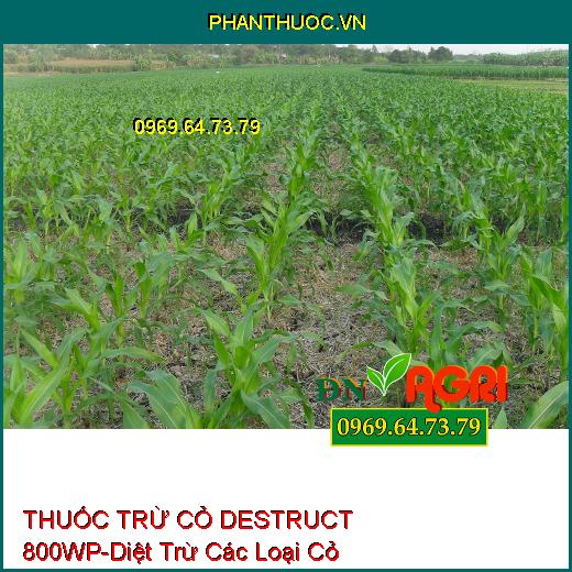 THUỐC TRỪ CỎ CHỌN LỌC DESTRUCT 800WP-Diệt Trừ Các Loại Cỏ Hằng Niên, Cỏ Lá Hẹp Trên Ngô, Mía, Quế