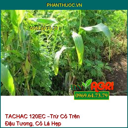 TACHAC 120EC –Trừ Cỏ Trên Đậu Tương, Cỏ Lá Hẹp Hàng Năm, Lâu Năm