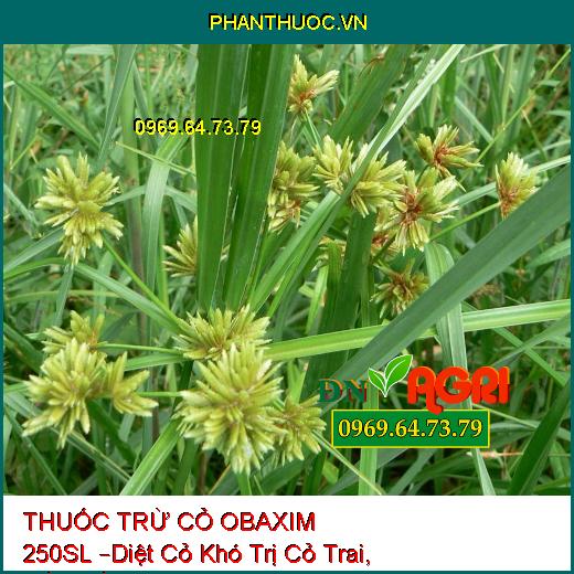 THUỐC TRỪ CỎ OBAXIM 250SL –Diệt Cỏ Khó Trị Cỏ Trai, Mần Trầu, Cỏ Tranh, Cỏ Chỉ