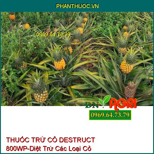 THUỐC TRỪ CỎ CHỌN LỌC DESTRUCT 800WP-Diệt Trừ Các Loại Cỏ Hằng Niên, Cỏ Lá Hẹp Trên Ngô, Mía, Quế