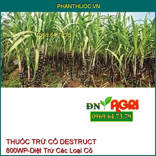 THUỐC TRỪ CỎ CHỌN LỌC DESTRUCT 800WP-Diệt Trừ Các Loại Cỏ Hằng Niên, Cỏ Lá Hẹp Trên Ngô, Mía, Quế