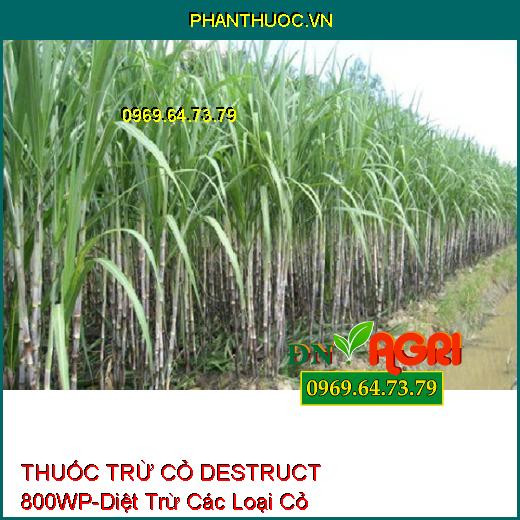 THUỐC TRỪ CỎ CHỌN LỌC DESTRUCT 800WP-Diệt Trừ Các Loại Cỏ Hằng Niên, Cỏ Lá Hẹp Trên Ngô, Mía, Quế