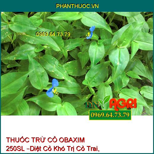 THUỐC TRỪ CỎ OBAXIM 250SL –Diệt Cỏ Khó Trị Cỏ Trai, Mần Trầu, Cỏ Tranh, Cỏ Chỉ