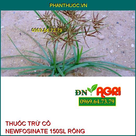 THUỐC TRỪ CỎ NEWFOSINATE 150SL RỒNG LỬA – Diệt Cỏ Khó Trị Mần Trầu, Cỏ Tranh