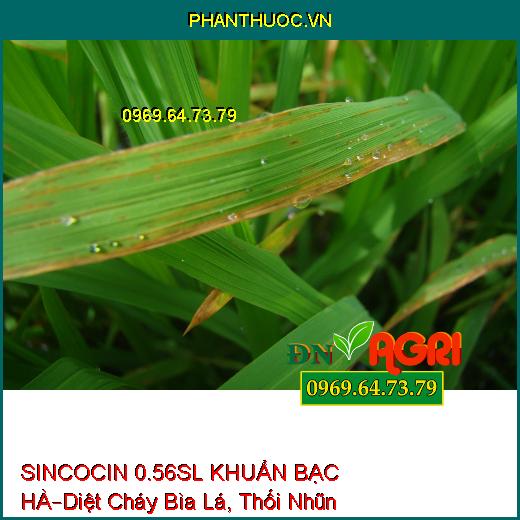 SINCOCIN 0.56SL KHUẨN BẠC HÀ–Diệt Cháy Bìa Lá, Thối Nhũn, Tuyến Trùng, Nấm Khuẩn