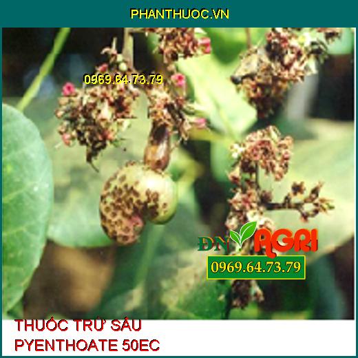 THUỐC TRỪ SÂU PYENTHOATE 50EC – Đặc Trị Rệp Sáp, Rệp Kim, Sâu Róm, Sâu Đục Thân, Đục Quả, Mọt Đục Cành, Ruồi Vàng, Bọ Xít Muỗi, Rầy Xanh