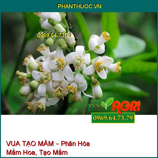 VUA TẠO MẦM – Phân Hóa Mầm Hoa, Tạo Mầm, Chống Nghẹn Hoa, Xử Lý Ra Hoa Nghịch Vụ