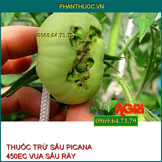 THUỐC TRỪ SÂU PICANA 450EC VUA SÂU RẦY – Đặc Trị Bọ Trĩ, Bọ Xích Muỗi, Bọ Phấn, Rầy Mềm, Rầy Phấn Trắng