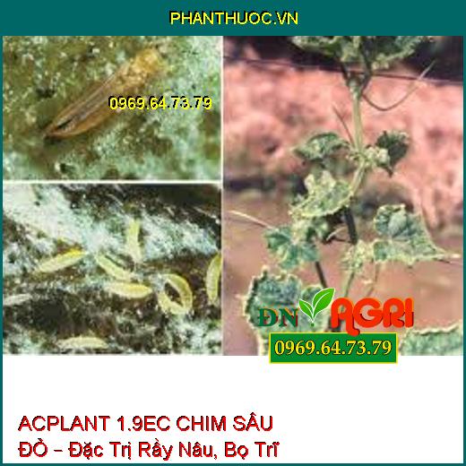 THUỐC TRỪ SÂU ACPLANT 1.9EC CHIM SÂU ĐỎ – Đặc Trị Sâu Vẽ Bùa, Sâu Phao Đục Bẹ, Bọ Trĩ Rầy Nâu