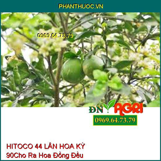 HITOCO 44 LÂN HOA KỲ 90–Kích Rễ Phát Triễn, Ra Hoa Đồng Đều, Bật Mầm Hoa