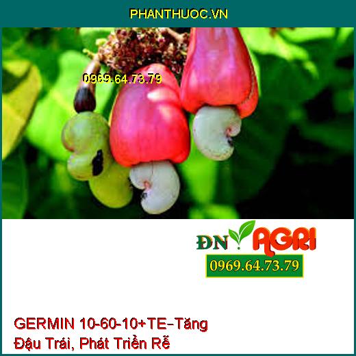 GERMIN 10-60-10+TE –Kích Hoa Nghịch Vụ, Tăng Đậu Trái, Hạ Phèn, Phát Triển Rễ