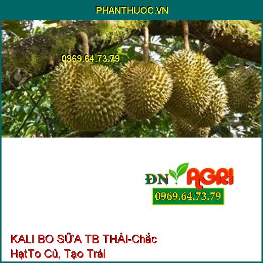 KALI BO SỮA TB THÁI-Chắc Hạt, To Củ, Vô Gạo Nhanh, Phân Hóa Mầm Hoa, Tạo Trái