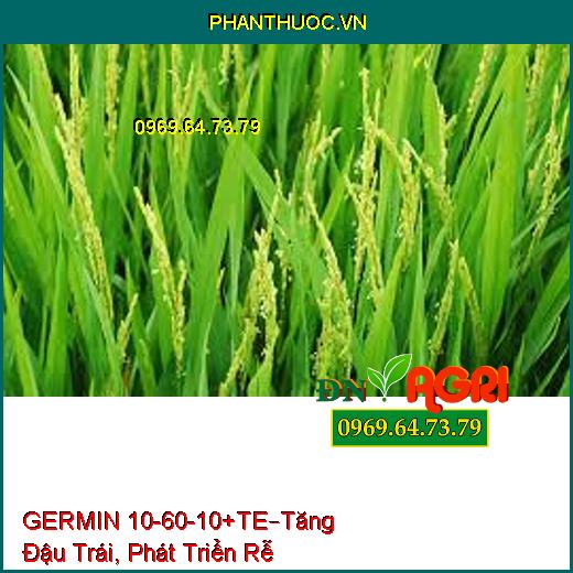 GERMIN 10-60-10+TE –Kích Hoa Nghịch Vụ, Tăng Đậu Trái, Hạ Phèn, Phát Triển Rễ