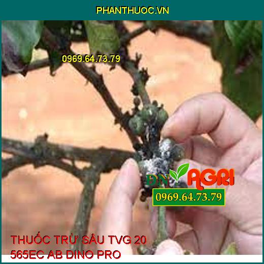 THUỐC TRỪ SÂU TVG 20 565EC AB DINO PRO- Đặc Trị Rệp Sáp, Phòng Trừ Sâu Ruồi Rầy