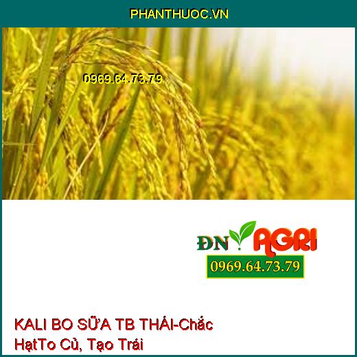 KALI BO SỮA TB THÁI-Chắc Hạt, To Củ, Vô Gạo Nhanh, Phân Hóa Mầm Hoa, Tạo Trái