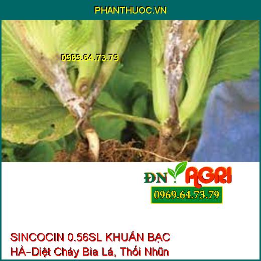 SINCOCIN 0.56SL KHUẨN BẠC HÀ–Diệt Cháy Bìa Lá, Thối Nhũn, Tuyến Trùng, Nấm Khuẩn