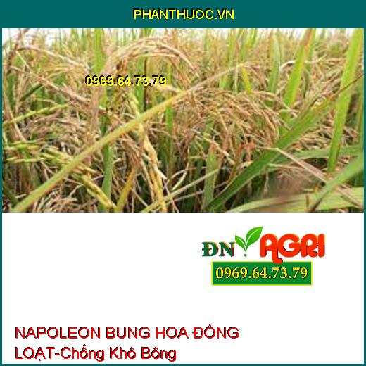 NAPOLEON BUNG HOA ĐỒNG LOẠT-Chống Khô Bông, Bật Hoa Mạnh, Tăng Đậu Trái