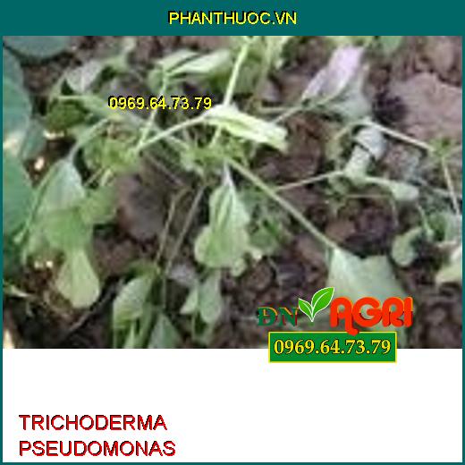 PHÂN VI SINH TRICHODERMA PSEUDOMONAS–Đặc Trị Khô Vằn, Đạo Ôn, Héo Rũ, Héo Tươi, Tăng Đề Kháng