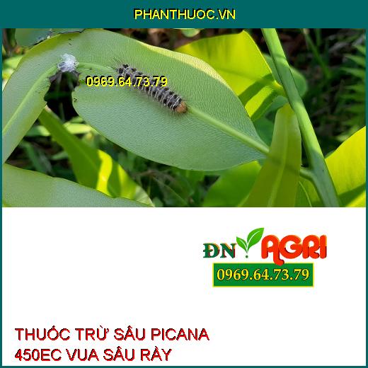 THUỐC TRỪ SÂU PICANA 450EC VUA SÂU RẦY – Đặc Trị Bọ Trĩ, Bọ Xích Muỗi, Bọ Phấn, Rầy Mềm, Rầy Phấn Trắng