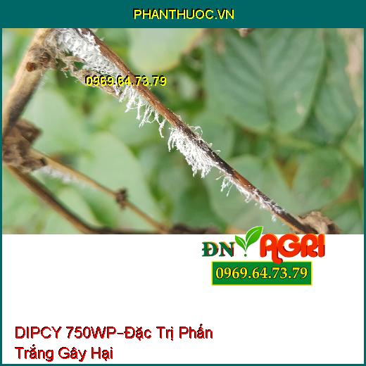 THUỐC TRỪ BỆNH DIPCY 750WP–Đặc Trị Phấn Trắng Gây Hại Trên Hoa Hồng