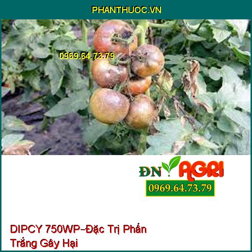 THUỐC TRỪ BỆNH DIPCY 750WP–Đặc Trị Phấn Trắng Gây Hại Trên Hoa Hồng