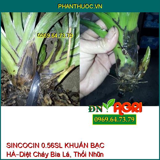 SINCOCIN 0.56SL KHUẨN BẠC HÀ–Diệt Cháy Bìa Lá, Thối Nhũn, Tuyến Trùng, Nấm Khuẩn