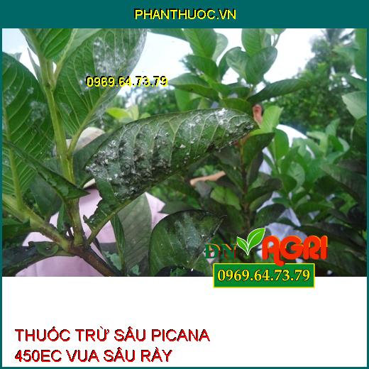 THUỐC TRỪ SÂU PICANA 450EC VUA SÂU RẦY – Đặc Trị Bọ Trĩ, Bọ Xích Muỗi, Bọ Phấn, Rầy Mềm, Rầy Phấn Trắng