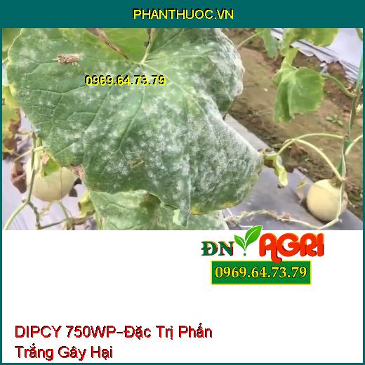 THUỐC TRỪ BỆNH DIPCY 750WP–Đặc Trị Phấn Trắng Gây Hại Trên Hoa Hồng