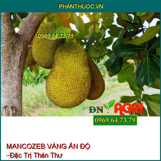 MANCOZEB VÀNG ẤN ĐỘ –Đặc Trị Thán Thư, Các Loài Bệnh Hại Cây Trồng