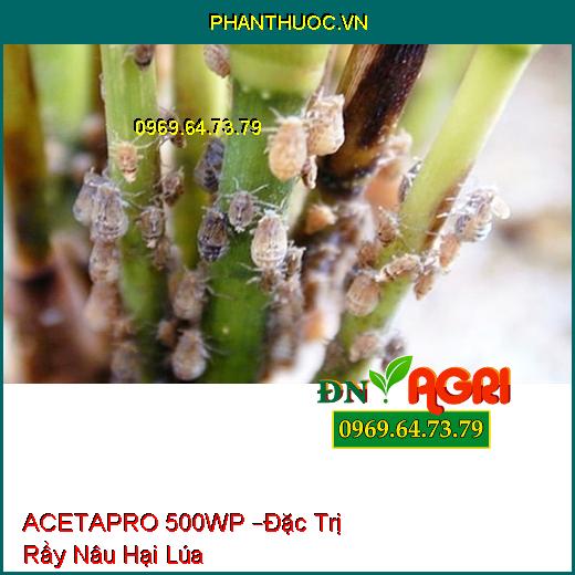 ACETAPRO 500WP –Đặc Trị Rầy Nâu Hại Lúa Có Tính Lưu Dẫn Hiệu Qủa Cao