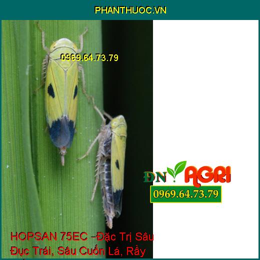 THUỐC TRỪ SÂU HOPSAN 75EC –Đặc Trị Sâu Đục Trái Hại Bắp, Sâu Cuốn Lá, Rầy Trắng