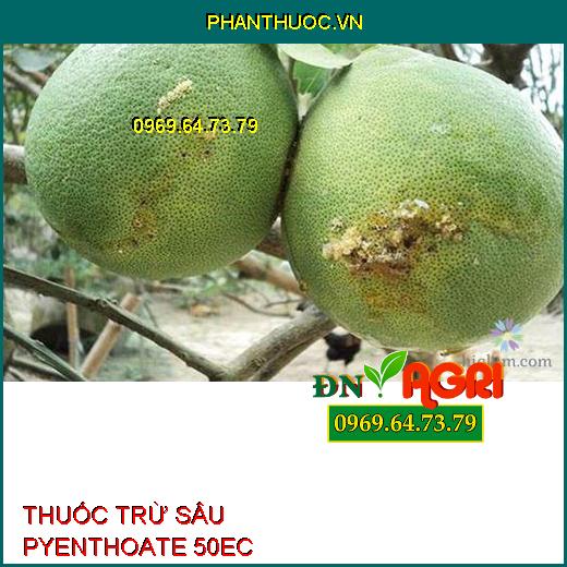 THUỐC TRỪ SÂU PYENTHOATE 50EC – Đặc Trị Rệp Sáp, Rệp Kim, Sâu Róm, Sâu Đục Thân, Đục Quả, Mọt Đục Cành, Ruồi Vàng, Bọ Xít Muỗi, Rầy Xanh